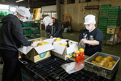 青果の袋詰め ・パック詰めのイメージ画像