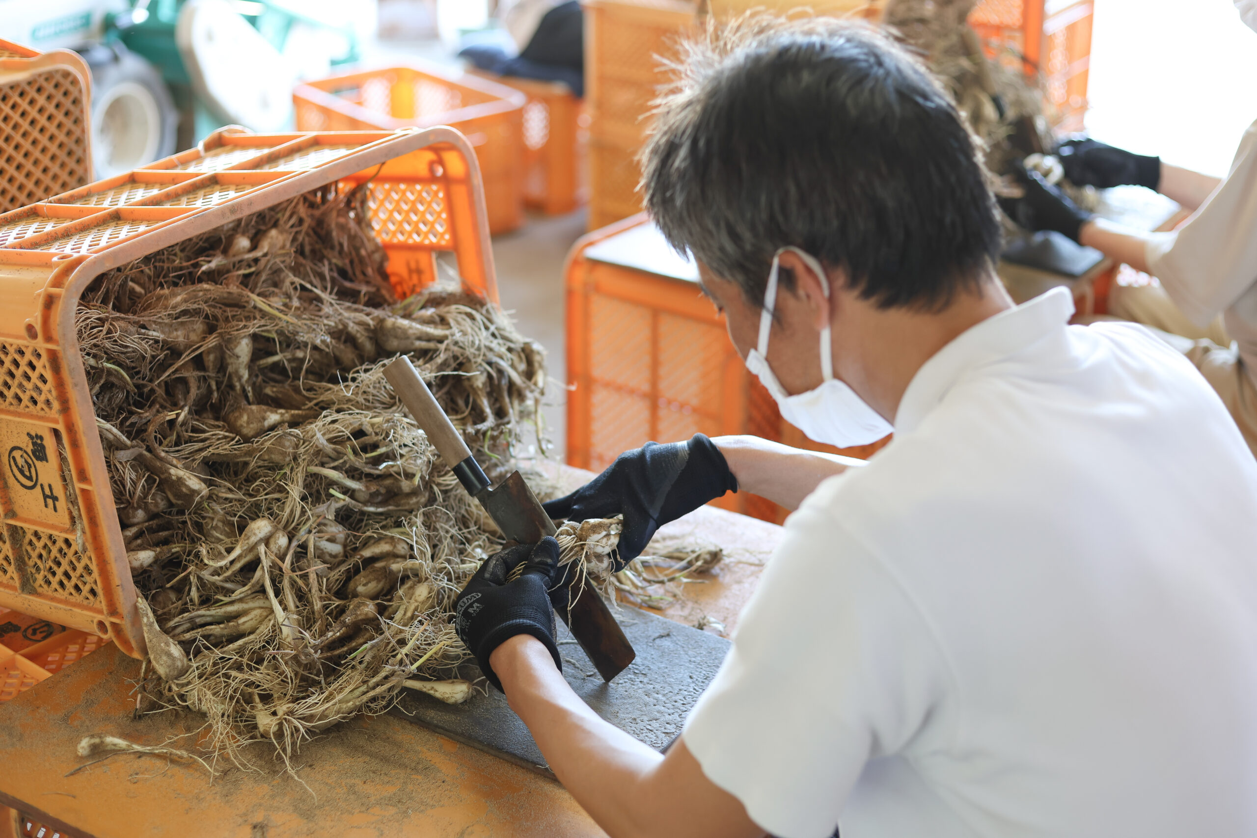 らっきょうの根切りのイメージ画像